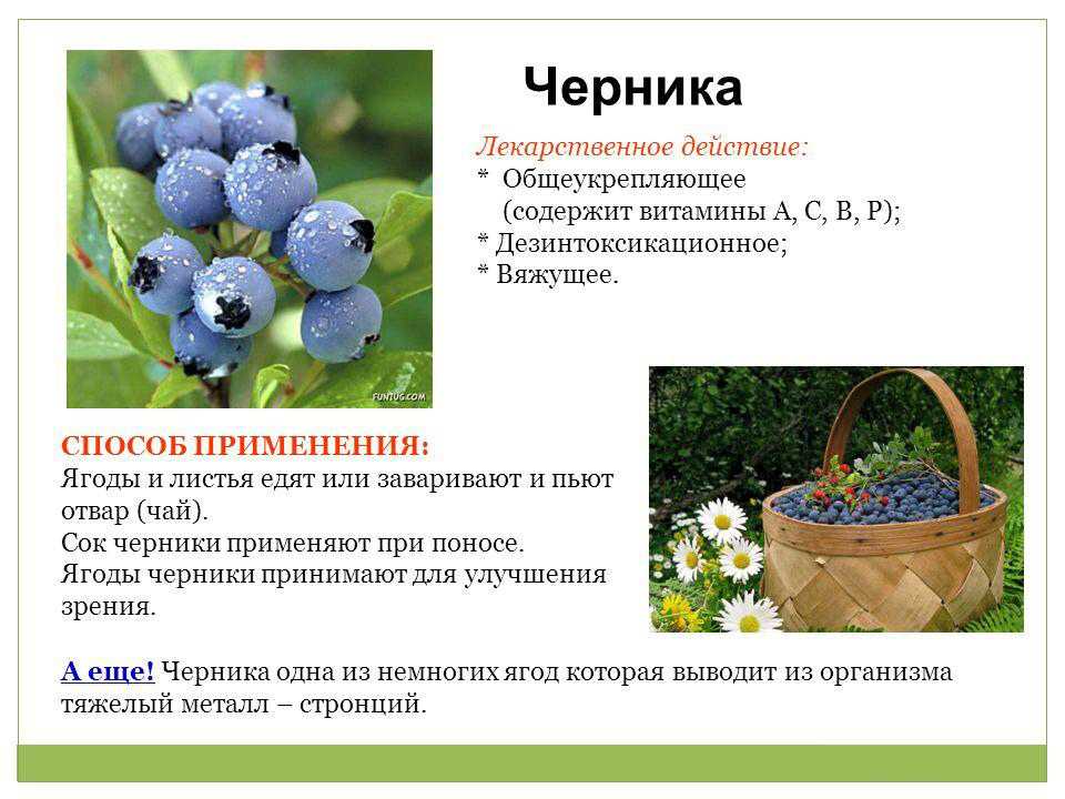 Черника обыкновенная - описание и полезные свойства | nmedik.org