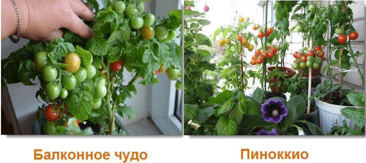 Огород на балконе. второй опыт выращивания. на этот раз перцы, томаты, огурцы - сад, огород - страна мам