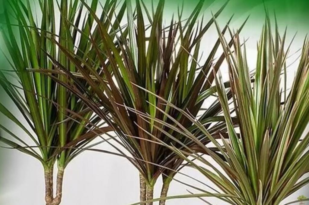 Dracaena braunii care: grow lucky bamboo indoors