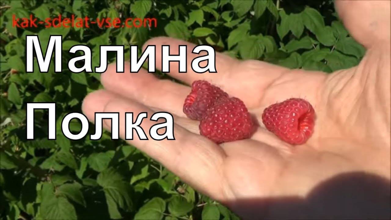 Черная и пурпурная малина лучшие сорта и описание сортов