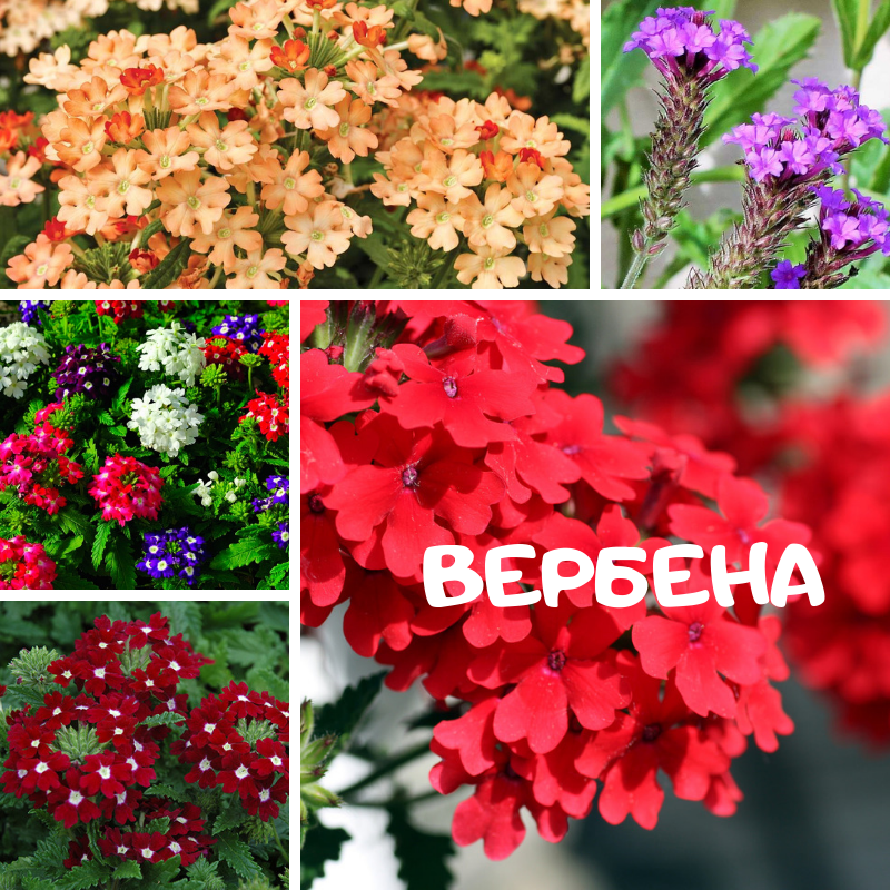 Вербена: выращивание из семян, уход и посадка в открытый грунт, фото