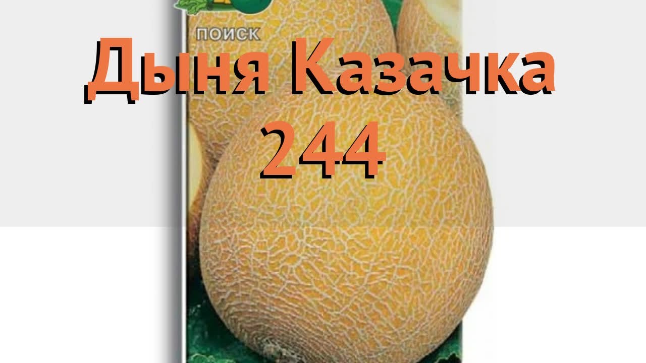 Дыня казачка 244 - все о характеристиках, выращивании, уходе и сборе урожая популярного сорта