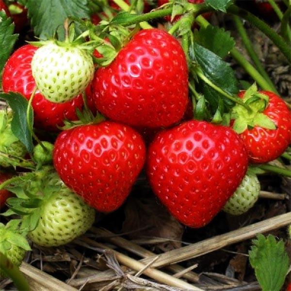 Земляника садовая выставочная: характеристики, выращивание и уход