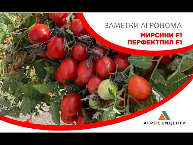 Томат пит вайпер - лучший сорт для выращивания в условиях северной страны