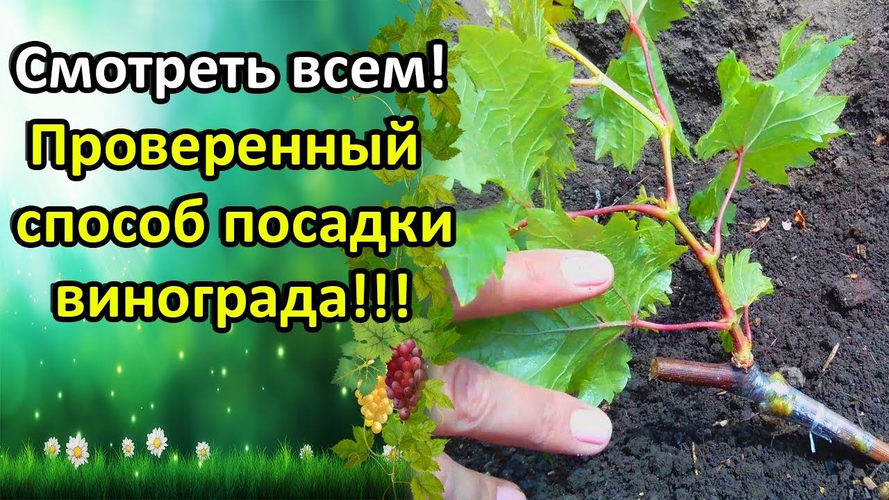 Виноград ливия: сладкий и урожайный сорт для юга россии