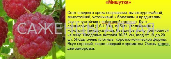 Малина сорта барнаульская