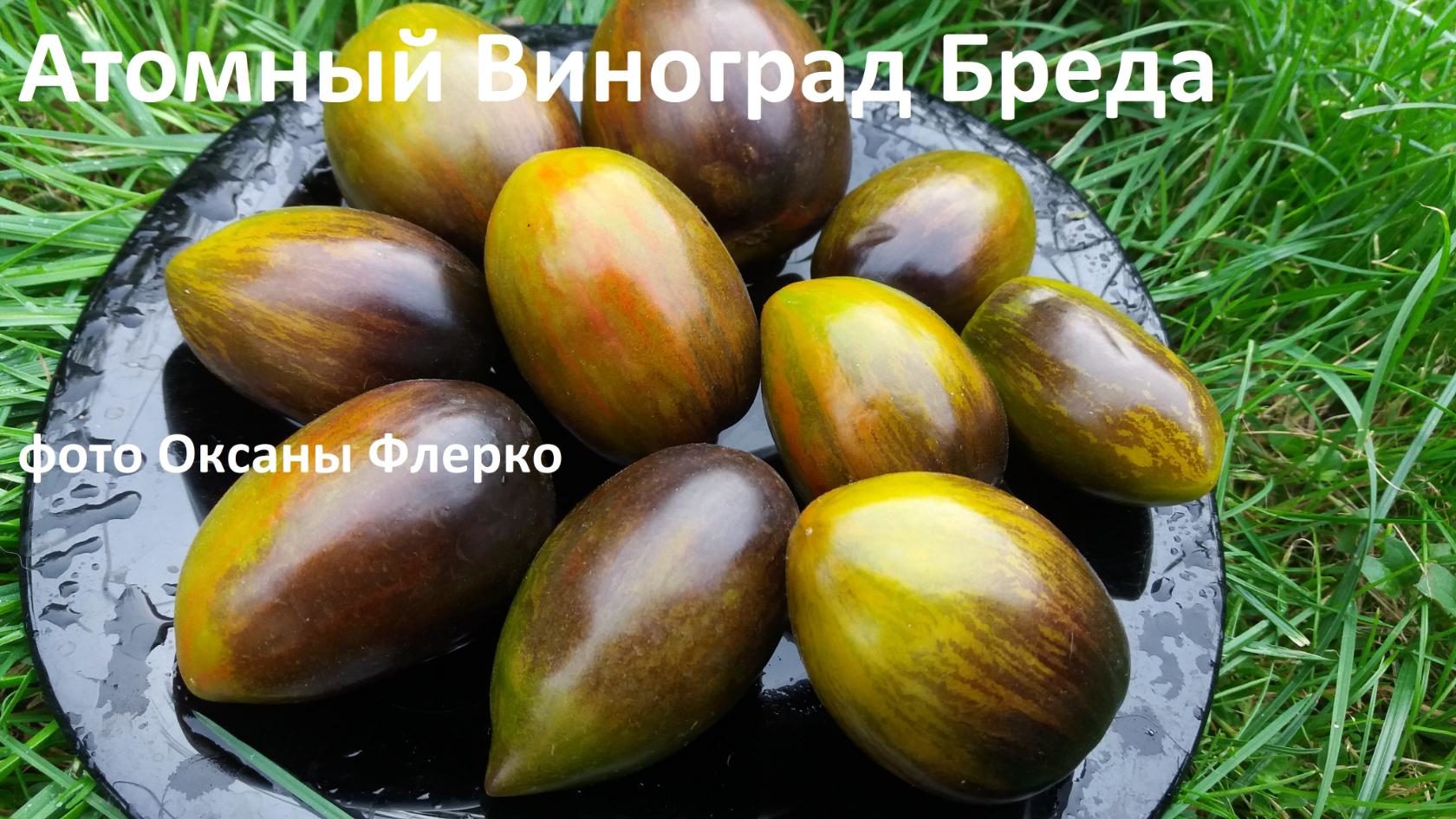 Новейший научный прорыв - "томат атомный синтез" - революционное достижение в области сельского хозяйства!