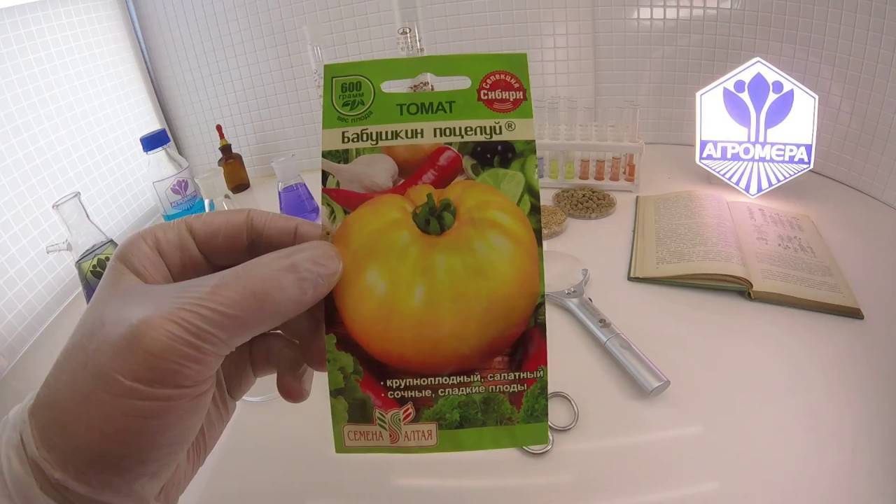 Вкус беззаботного детства — томат бабушкин поцелуй: описание сорта и его характеристики