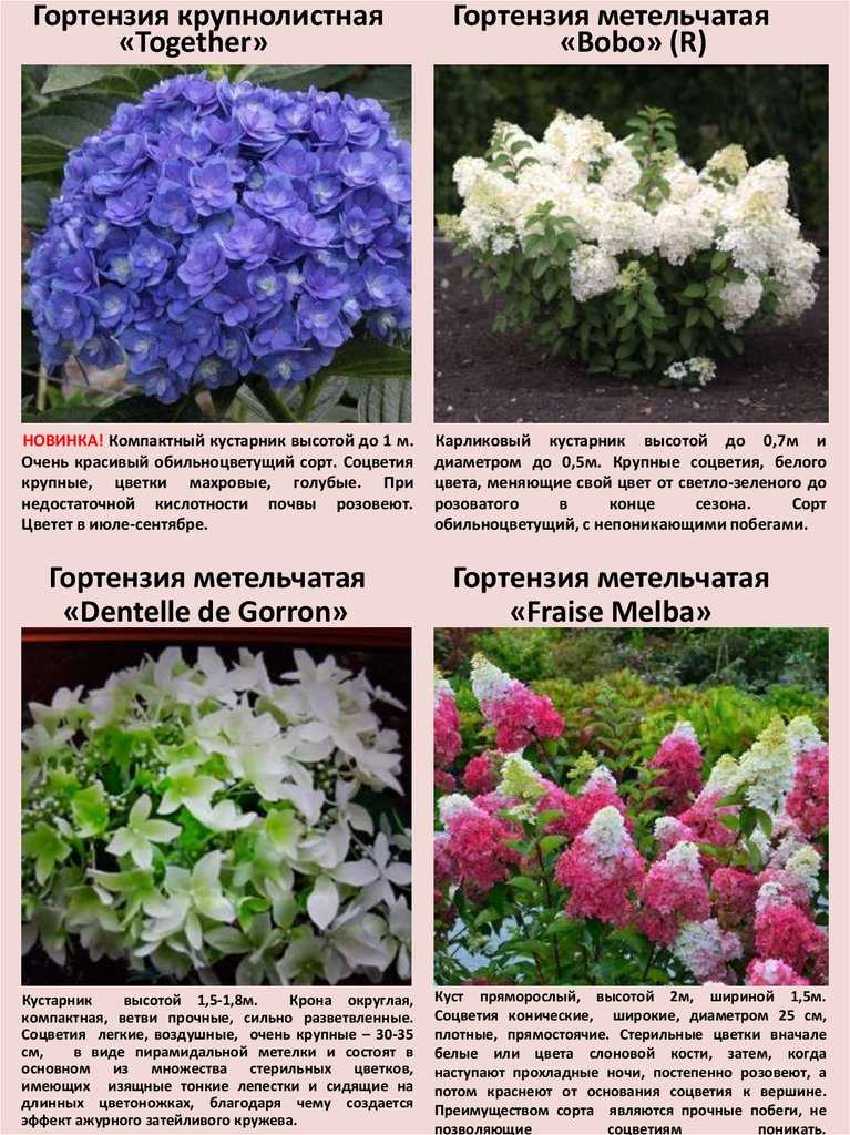 Гортензия комнатная. выращивание гортензии в горшке. уход за гортензией в домашних условиях