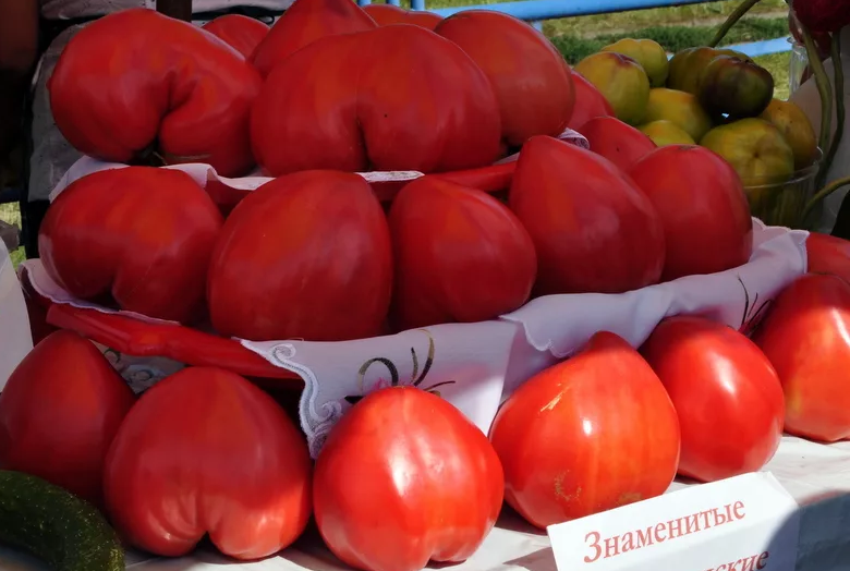Минусинские помидоры: описание сортов, отзывы, фото