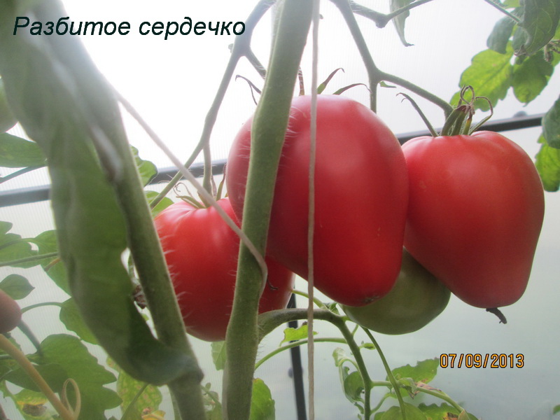 Томат разбитое сердце характеристика и описание сорта