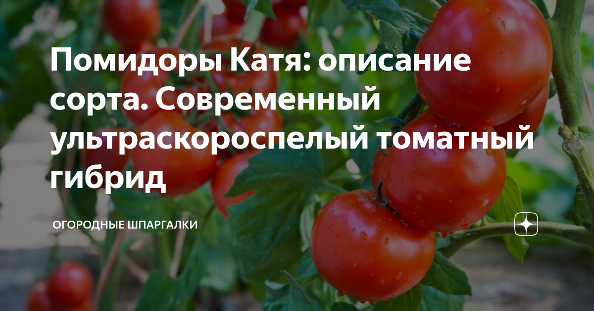 Томат катюша ?: описание, характеристики сорта, фото | qlumba.com