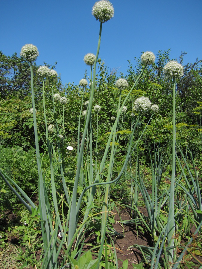 Лук (allium cepa): советы по выращиванию, сбор урожая в огороде
