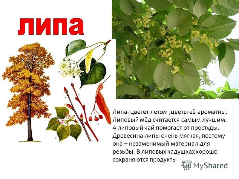 Липа, виды, где растёт, как цветет, плоды, размножение, интересные факты