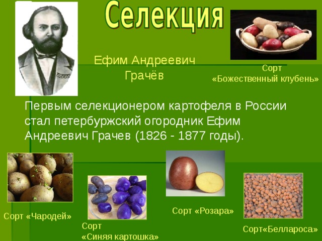 Стоит ли выбирать для выращивания сорта картофеля из белоруссии и какие из них самые лучшие?