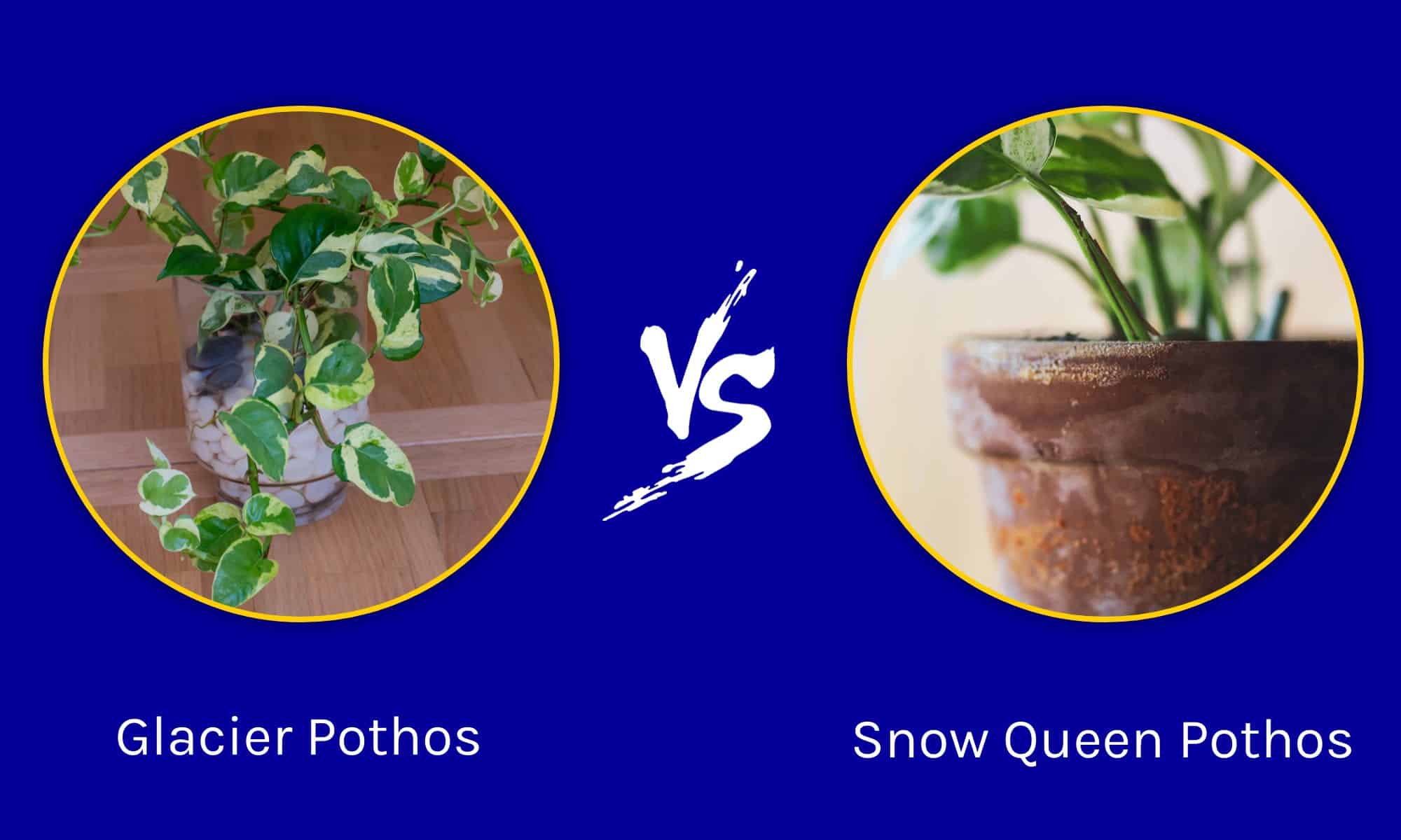 Repotting pothos: complete photo tutorial