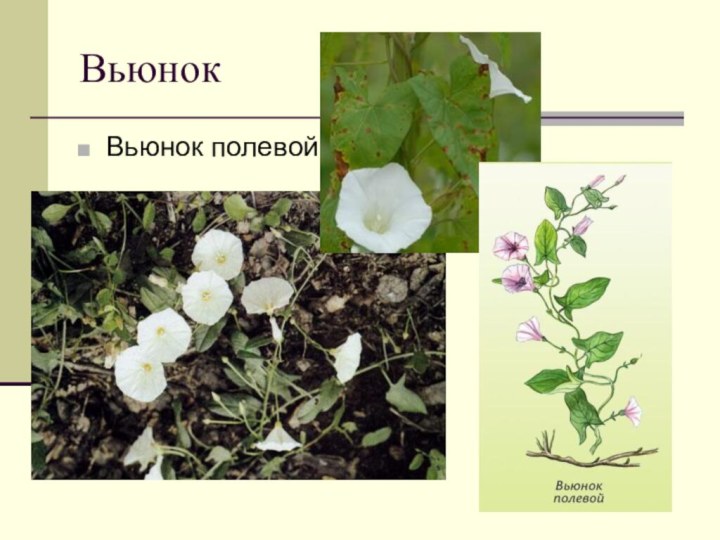 Вьюнок полевой - описание и полезные свойства | nmedik.org