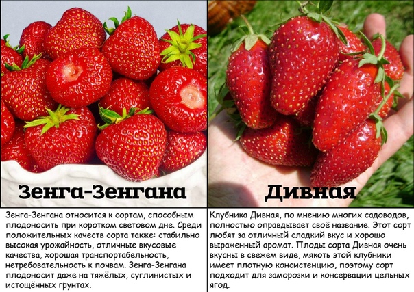 Клубника "зенга зенгана": описание сорта, фото, отзывы