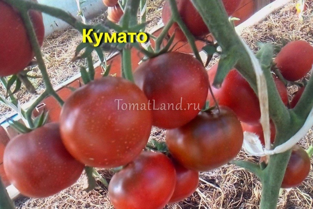 Томат кума: характеристика, описание сорта, отзывы, фото, урожайность