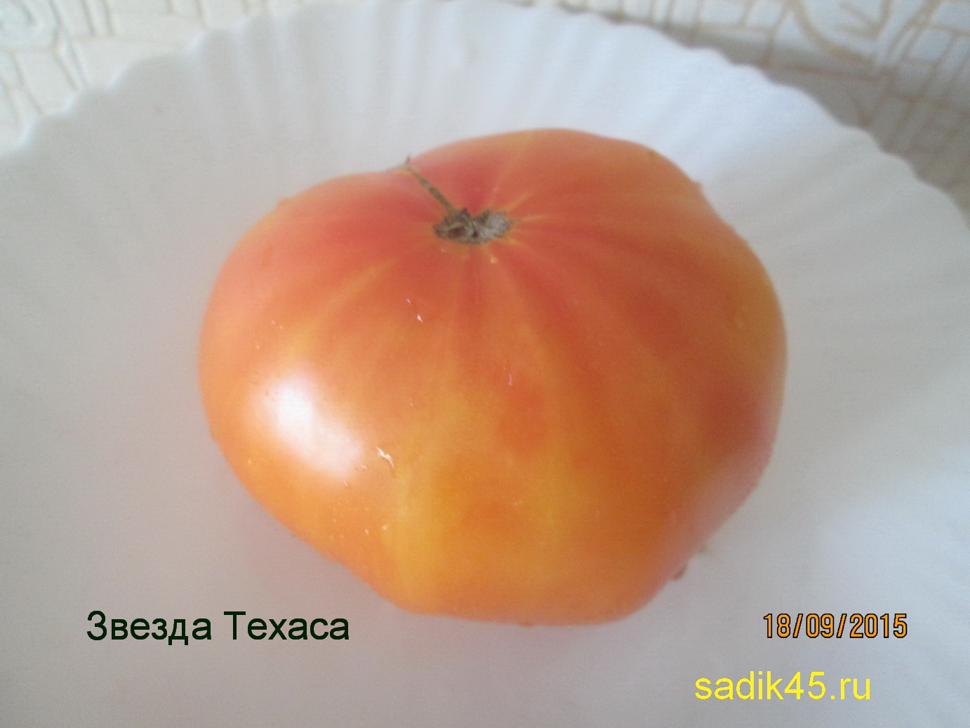 Томат звезда техаса: характеристика и описание