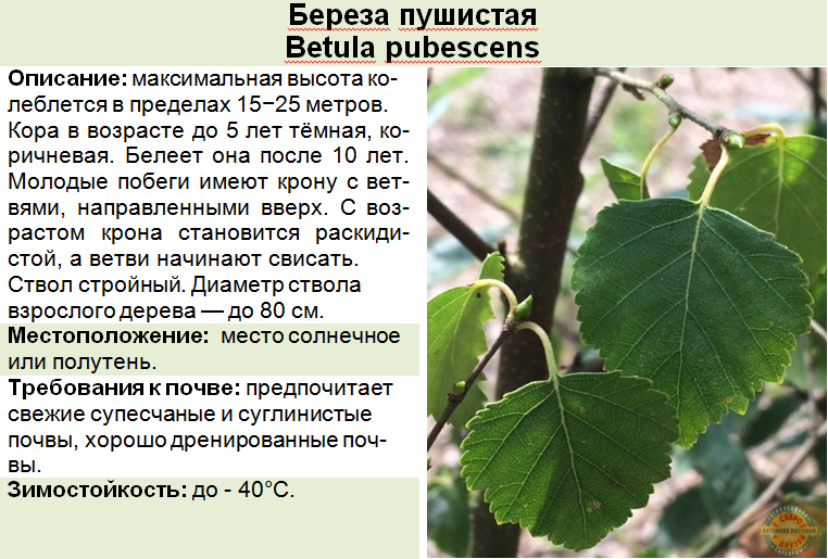 Плакучая береза – характеристики, выращивание и уход
