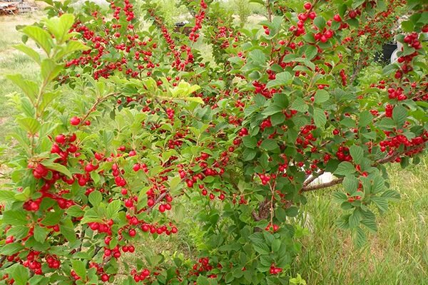 Войлочная (китайская) вишня - описание, особенности, характеристики, отличие от обыкновенной вишни, сорта