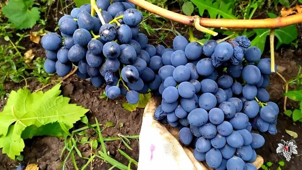 Виноград сорта молдова: вредители, полив, размножение и посадка, видео
