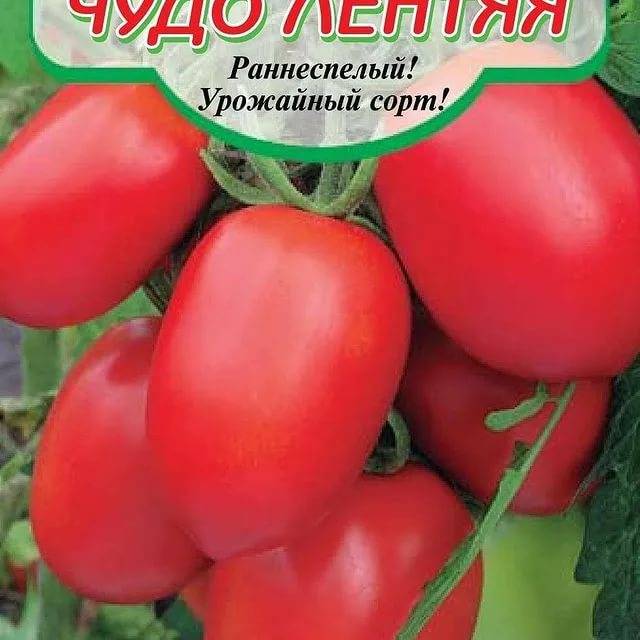 Голландские томаты: 11 вкуснейших высокорослых и низкорослых гибридов