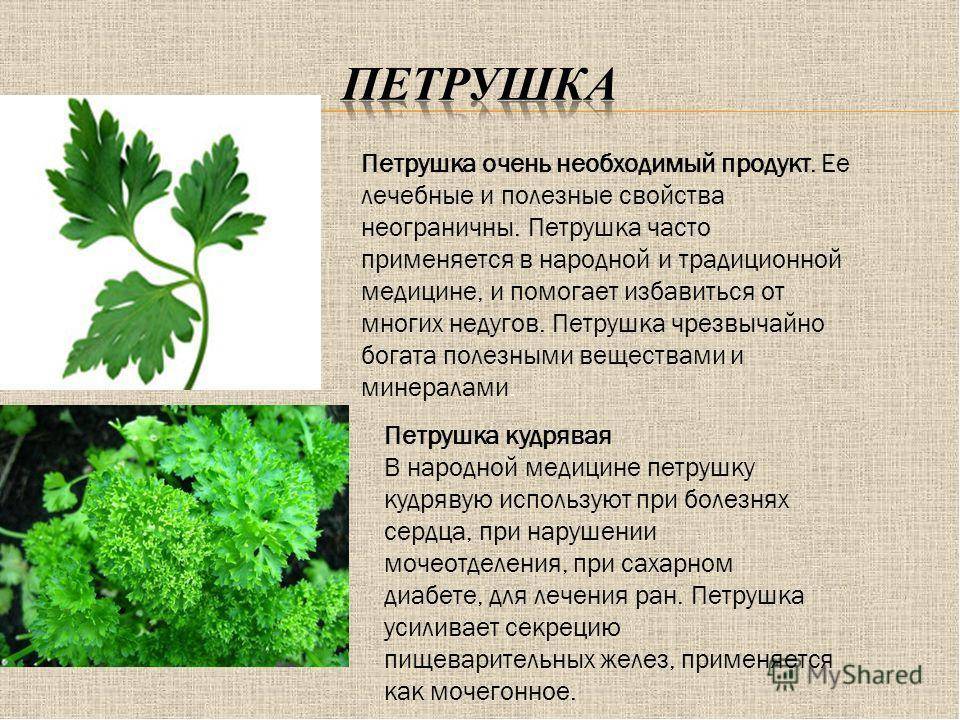 Сорта петрушки: лучшие виды для открытого грунта, многолетняя, богатырь, посадка семенами, фото зелени, описание бутербродной листовой, отзывы о вкусе