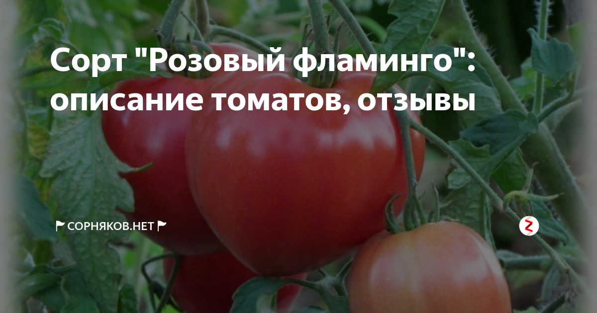 Томат розовый фламинго: посадка, уход и выращивание