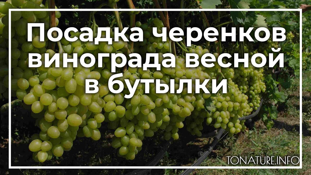 Виноград сорта юлиан: подробное описание, фото и отзывы