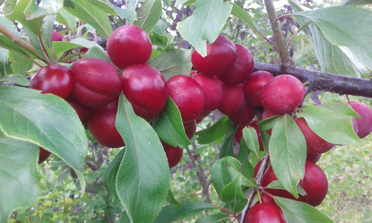 Слива куяшская описание сорта | хороший урожай🍎
