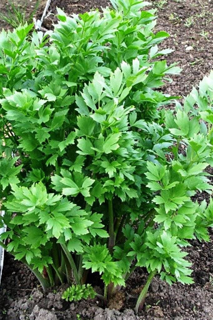 Любисток (levisticum officinalis l.)|| сайт о травах и не только