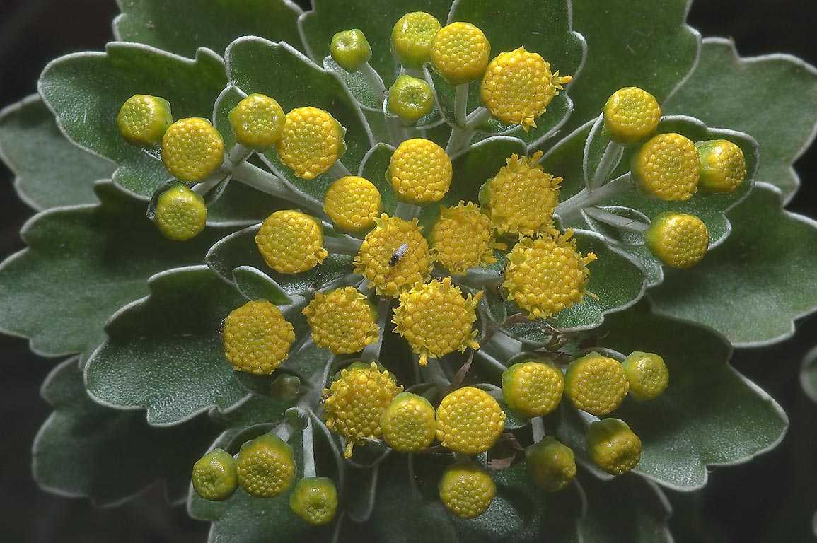 Gold and silver chrysanthemum (ajania pacifica) growing & care guide for gardeners
