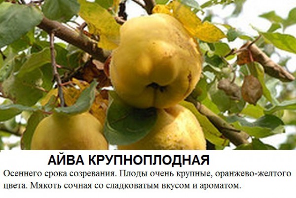 Сорта айвы: свежая подборка самых-самых лучших