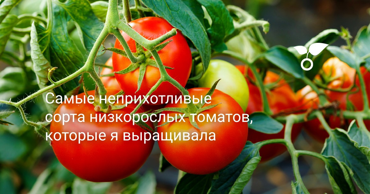 Описание сорта, отзывы, фото Индетерминантный сорт томата Картофельный лист Высокая урожайность, высота куста до 1, 5 метра