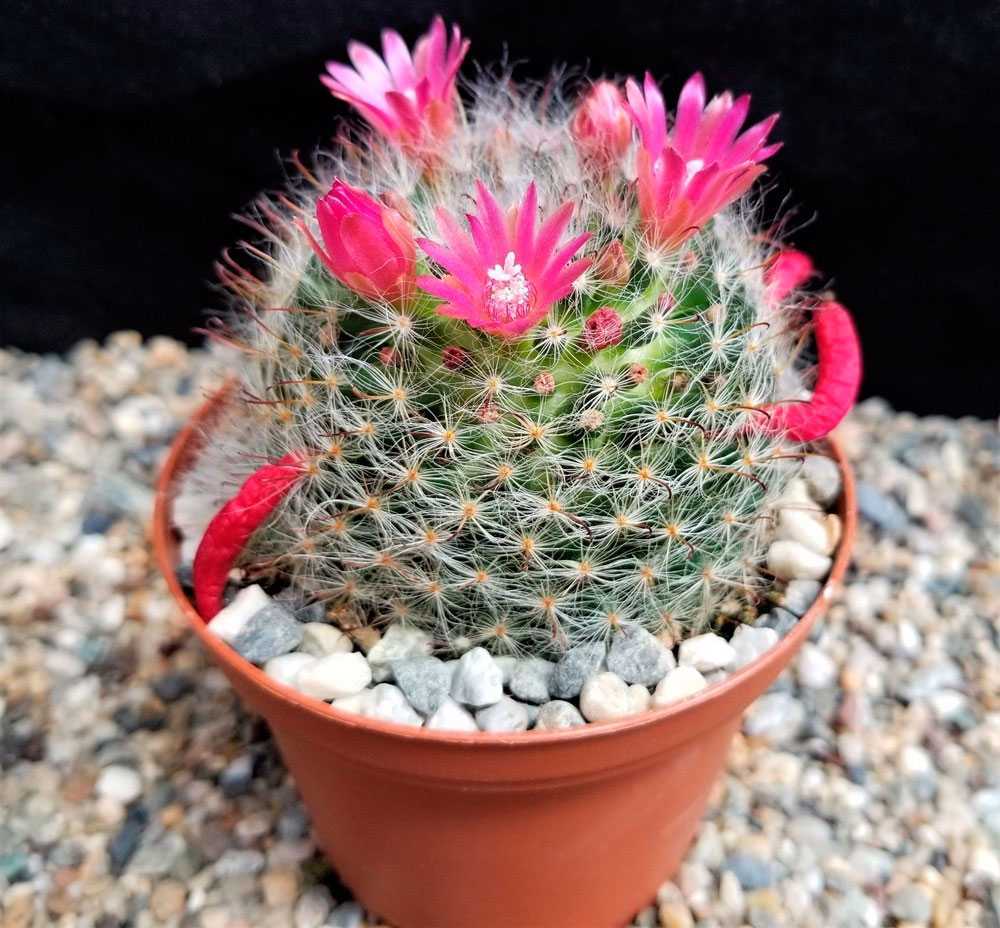 Маммиллярия / mammillaria - уход за кактусом, выбор почвы, размножение, болезни и вредители
