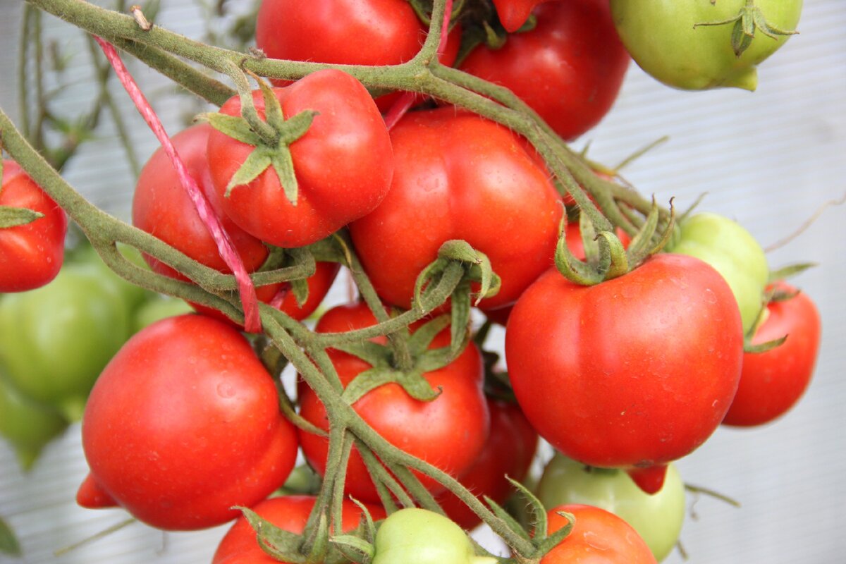 Голландские томаты: 11 вкуснейших высокорослых и низкорослых гибридов