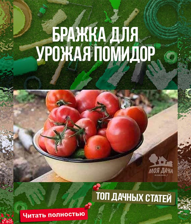 Лучшие сорта томатов (помидор) на 2024 год для теплиц и открытого грунта