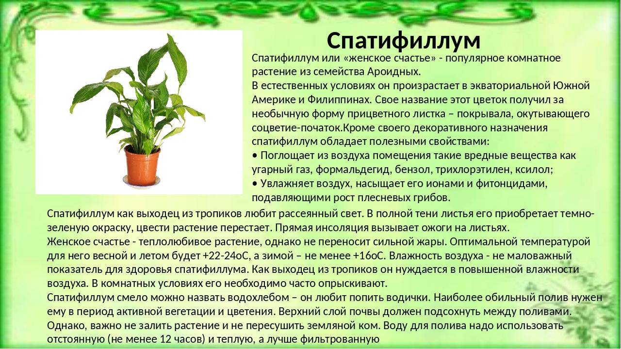 Спатифиллум (60 фото): виды и особенности ухода