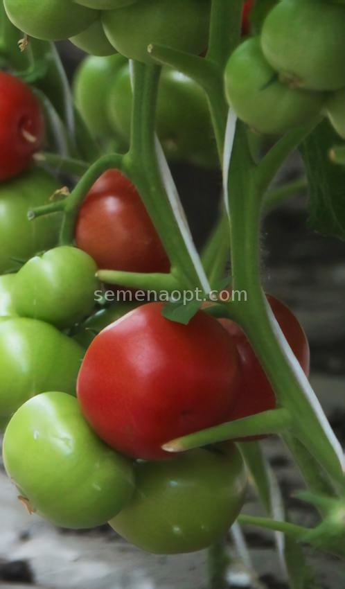 Томат примадонна: отзывы, фото, описание сорта, выращивание гибрида, посадка и уход, урожайность, подкормка