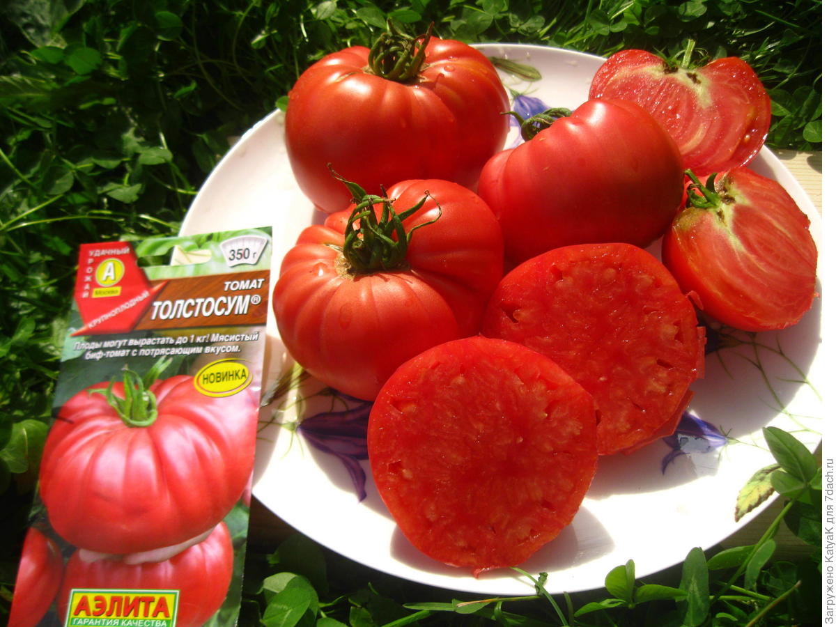 Томаты крупноплодные для теплиц | tomatland.ru