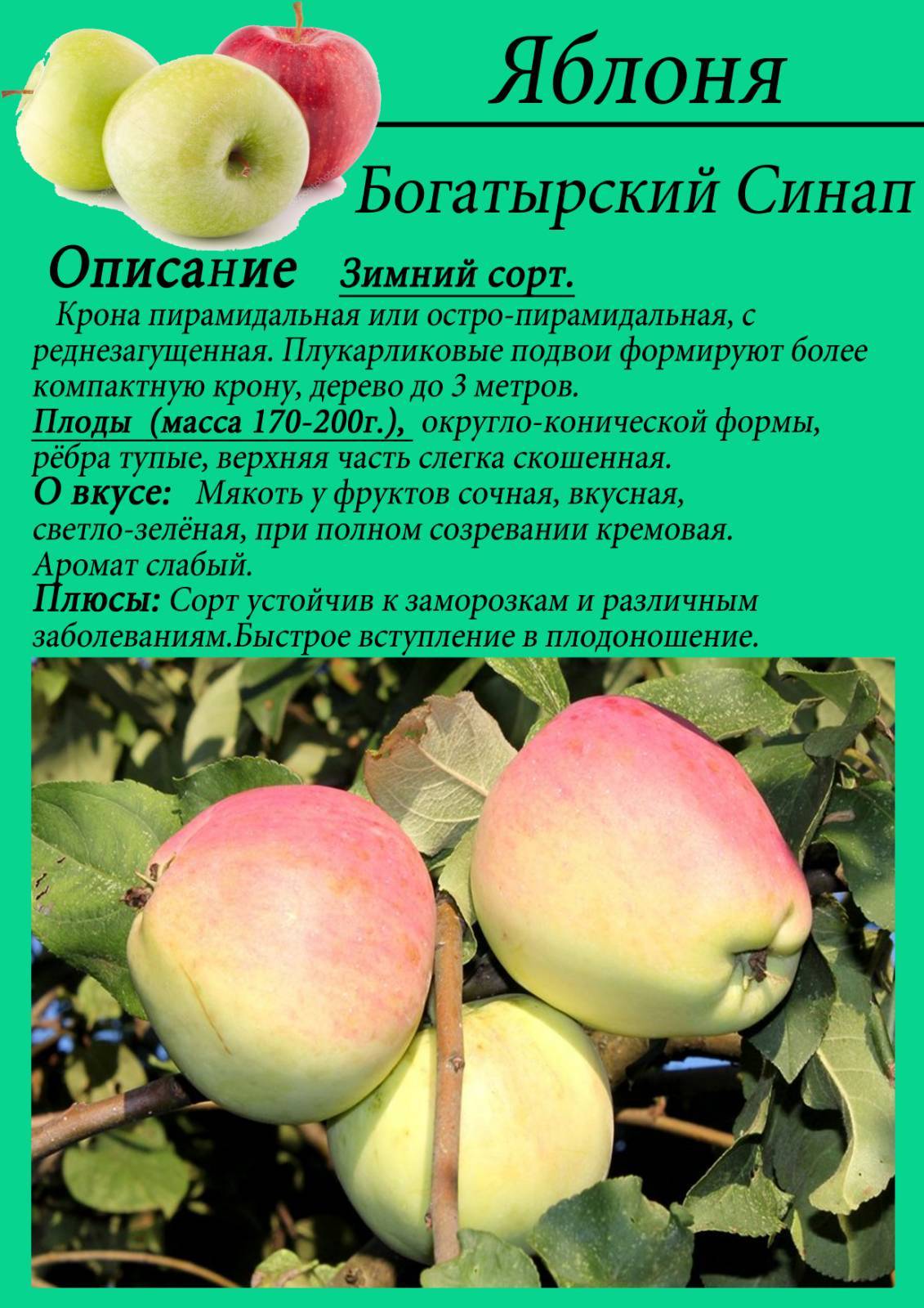 Яблоня северный синап: описание сорта, фото, отзывы, лежкость, как обрезать, польза и вред
