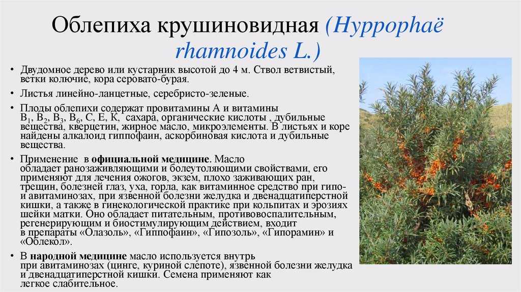 Облепиха ботаническая — описание сорта, фото и отзывы садоводов