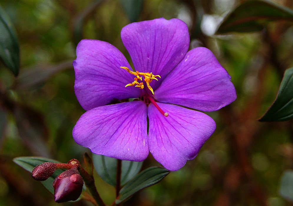 Tibouchina plant : complete guide and care tips