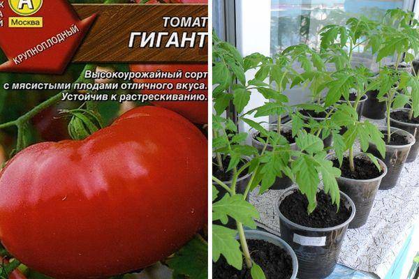 Томат розовый гигант: описание сорта, его главные достоинства, отзывы и фото овощеводов, советы по выращиванию для получения высоких урожаев