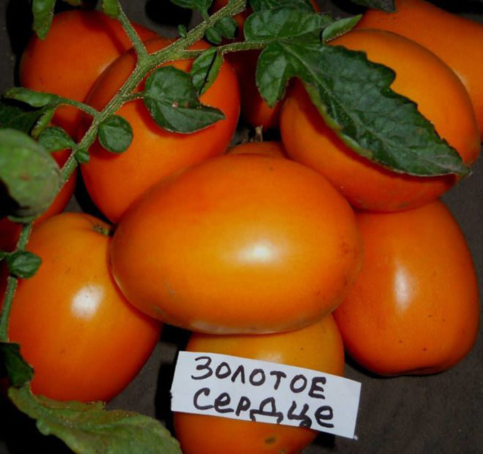 Томат сердце ашхабада характеристика и описание сорта с фото