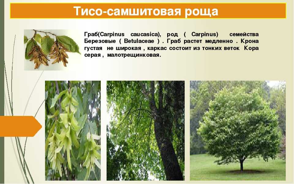 Граб дерево посадка уход