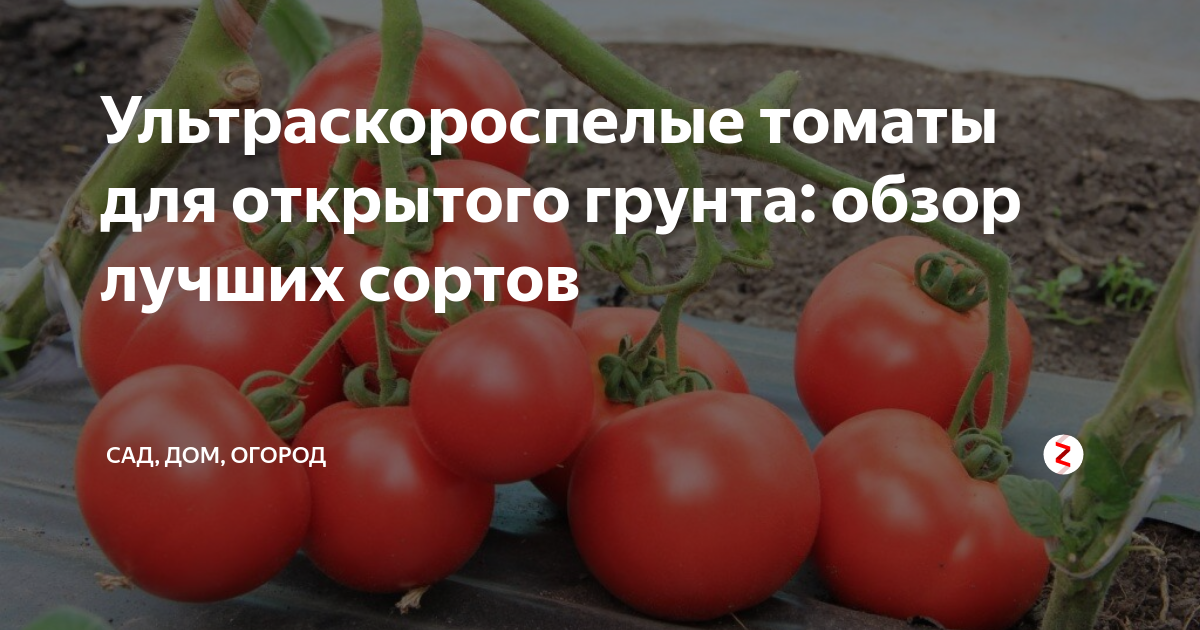 Томат ультраскороспелый