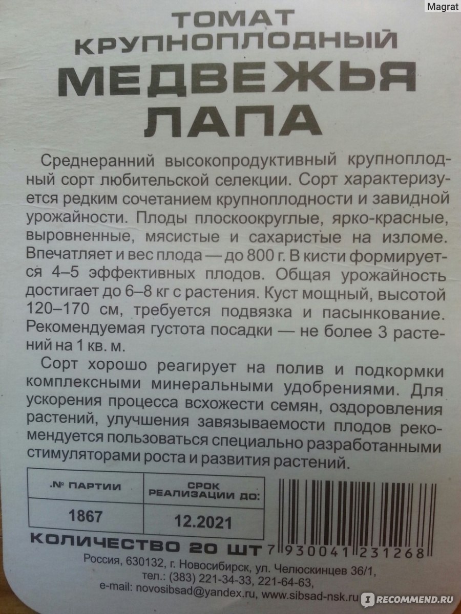 Помидор медвежья лапа - описание сорта с фото, характеристика урожайность отзывы, кто сажал видео